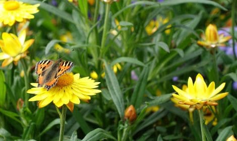 butterfly on a sunflower