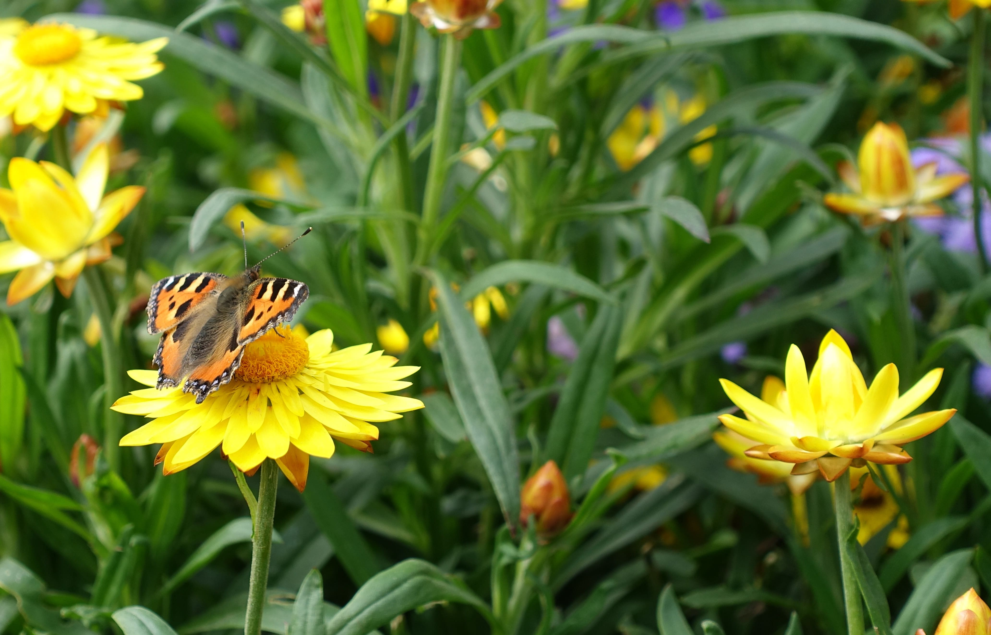 butterfly on a sunflower