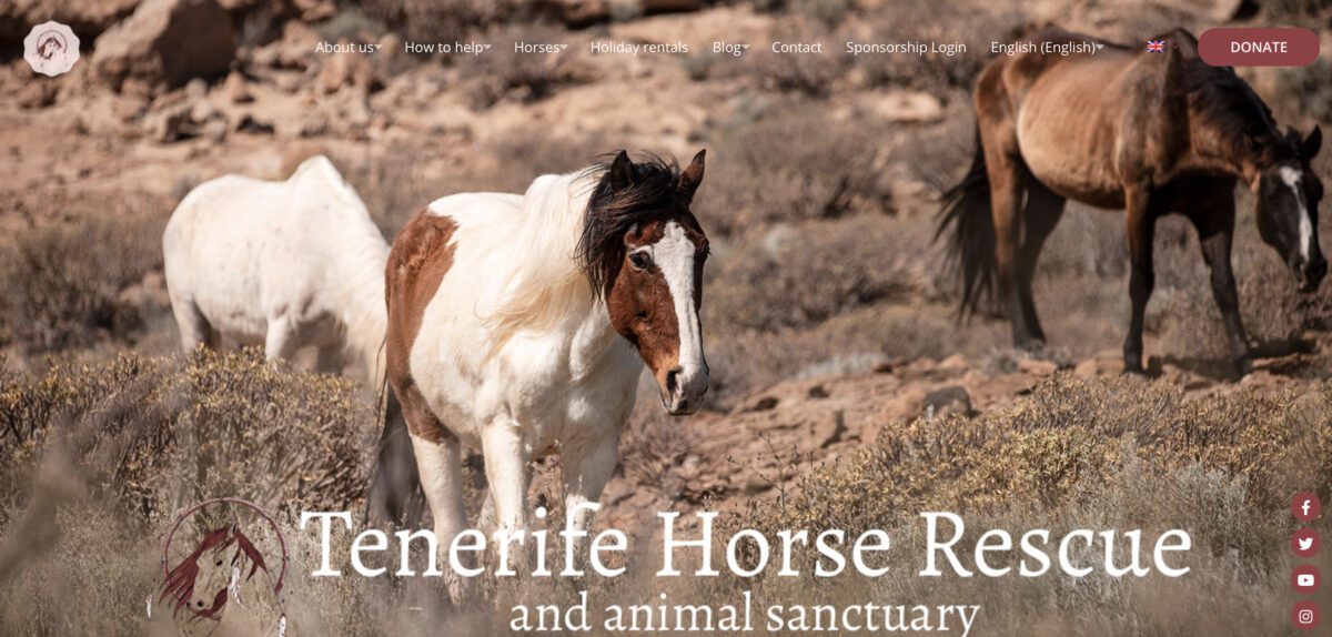 Tenerife Horse Rescue – rescuing horses and animals with a new Sponsorship System!